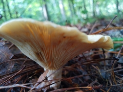 Lactarius maculatipes