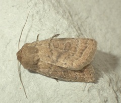 Hoplodrina octogenaria