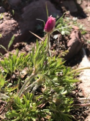 Anemone multifida multifida