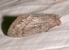 Gloveria arizonensis