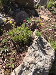 Anemone multifida multifida