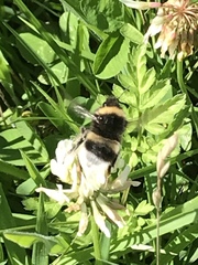 Bombus cryptarum