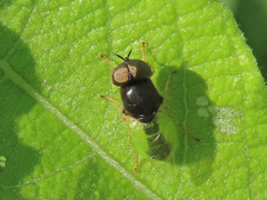 Oplodontha viridula