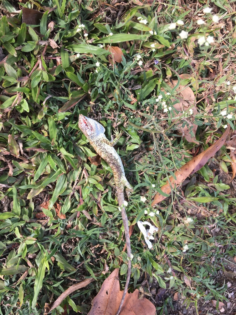 Audubon's Multicolored Lizard from Tunapuna/Piarco Regional Corporation ...