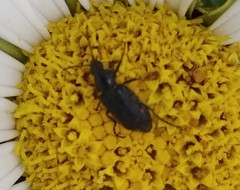 Astylus bourgeoisi