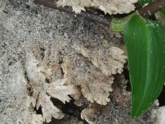 Schizophyllum commune