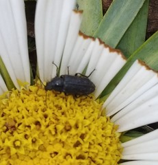 Astylus bourgeoisi