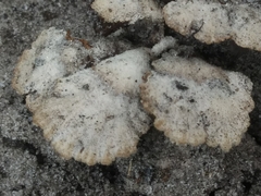 Schizophyllum commune