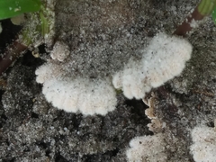Schizophyllum commune