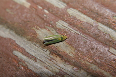 Draeculacephala mollipes