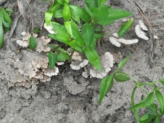 Schizophyllum commune