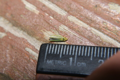 Draeculacephala mollipes