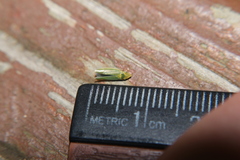 Draeculacephala mollipes