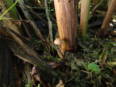 Candolleomyces typhae