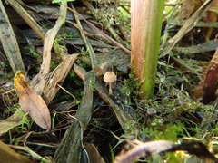 Candolleomyces typhae