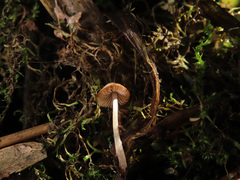 Candolleomyces typhae