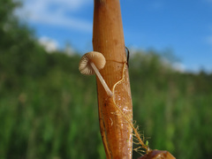 Candolleomyces typhae