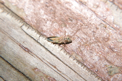 Draeculacephala mollipes