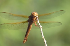 Libellula saturata