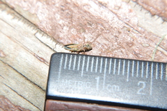 Draeculacephala mollipes