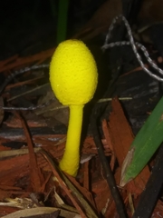 Leucocoprinus birnbaumii image