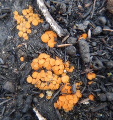 Anthracobia muelleri