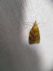Sparganothis pilleriana
