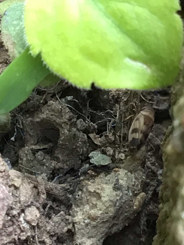 Leafhopper