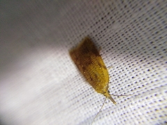 Sparganothis pilleriana