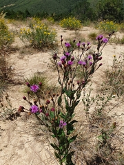 Vernonia greggii
