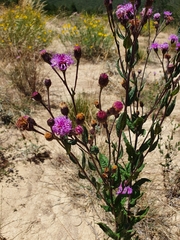Vernonia greggii