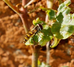 Eupeodes americanus