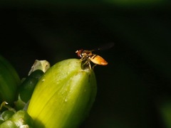 Toxomerus marginatus