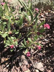 Eriogonum coloradense