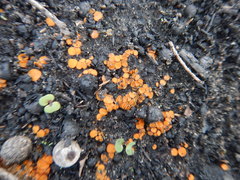 Anthracobia muelleri