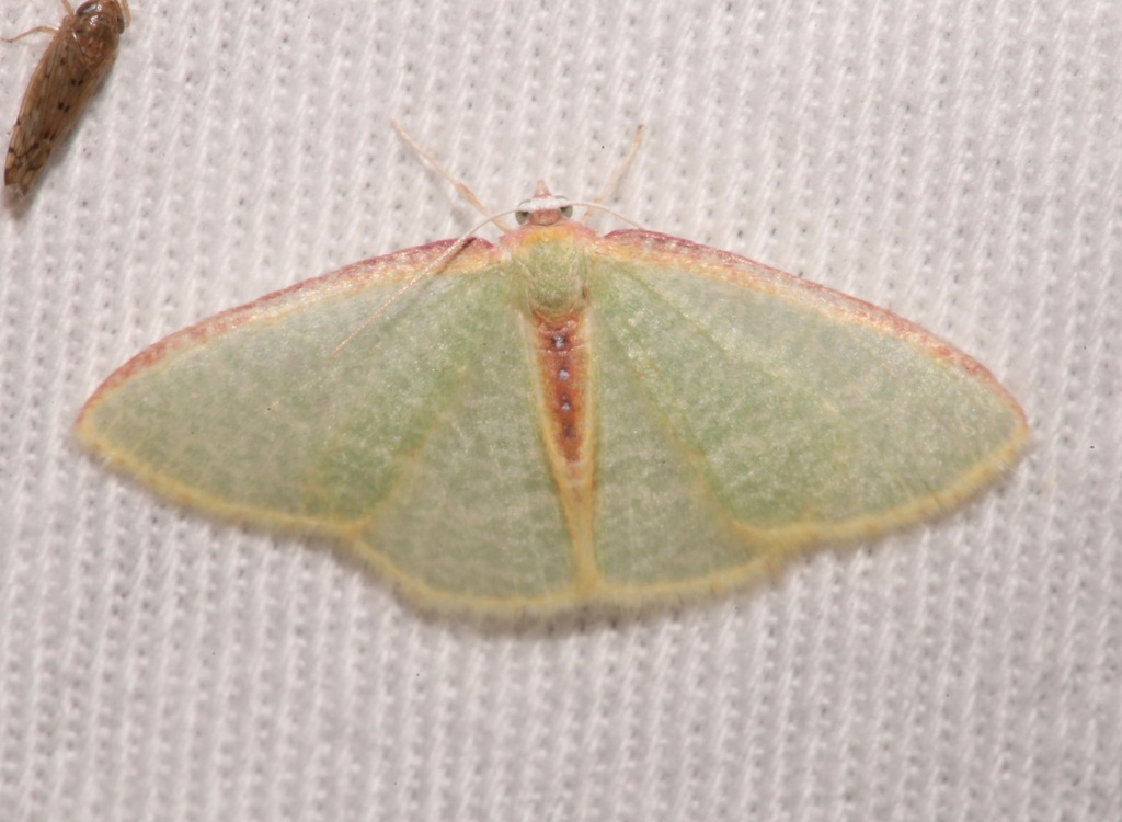 Nemoria daedalea