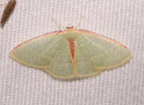 Nemoria daedalea