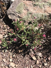 Eriogonum coloradense