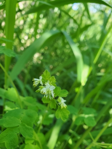 Image of Thalictrum sparsiflorum by (c) Kate, some rights reserved (CC BY)