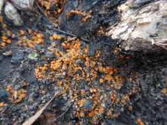 Anthracobia muelleri