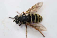 Temnostoma excentrica