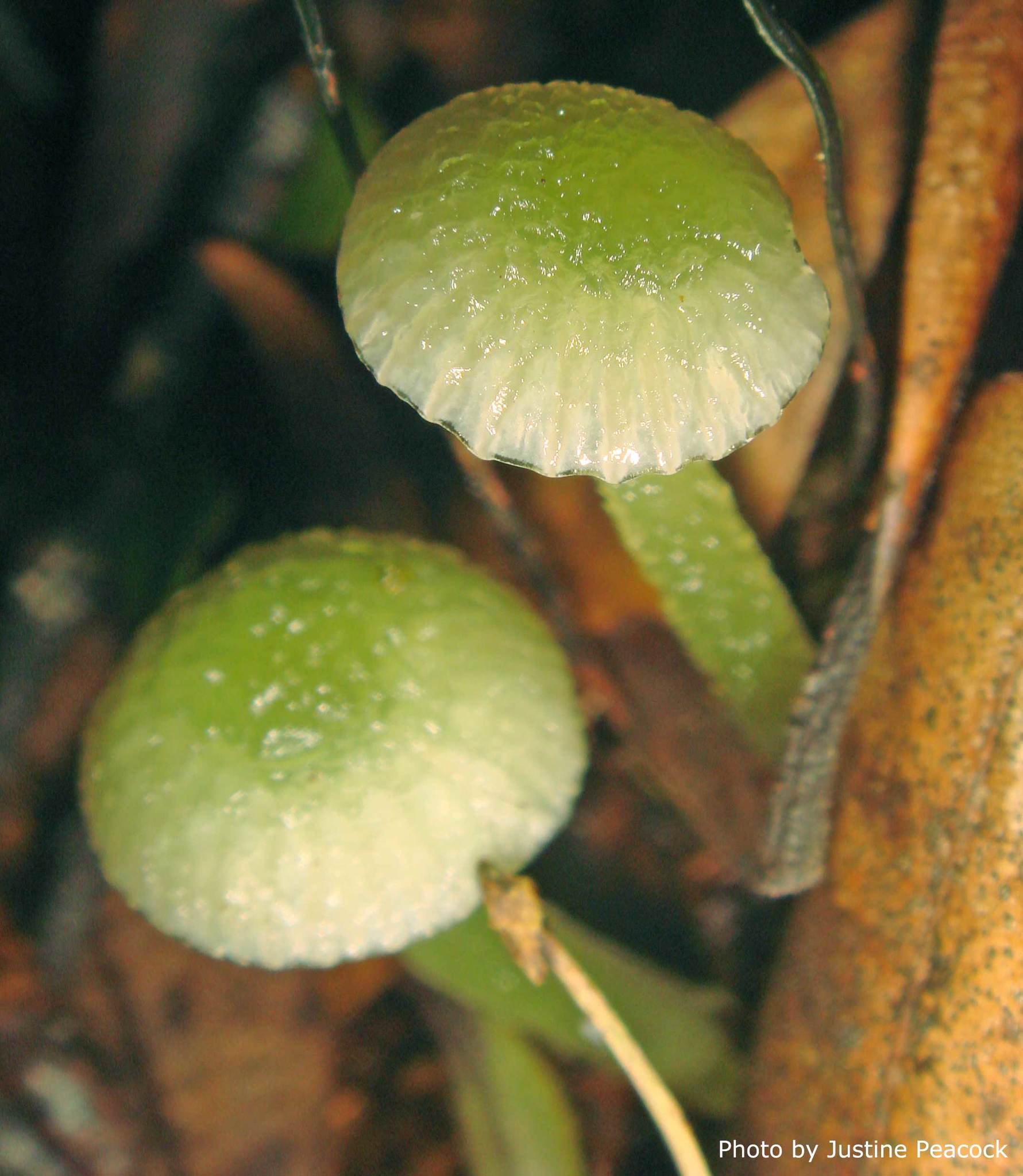 Hygrocybe graminicolor image
