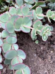 Hylotelephium sieboldii