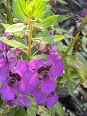 Angelonia angustifolia