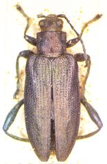Donacia marginata