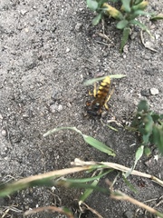 Philanthus triangulum