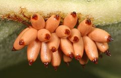 Chelymorpha cassidea