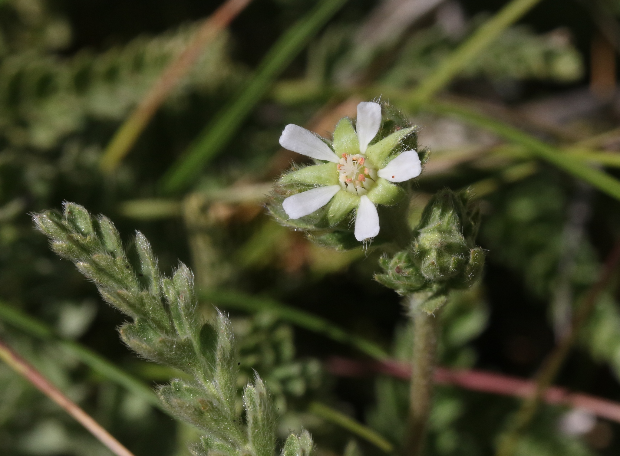 Horkelia rydbergii