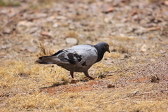 Columba livia
