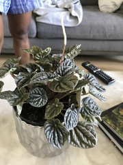Peperomia caperata